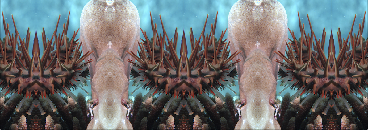 02.crown-of-thorns-grandeza